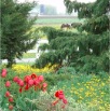 www.sanmarfriesians.com