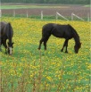 www.sanmarfriesians.com