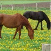 www.sanmarfriesians.com