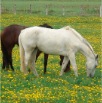 www.sanmarfriesians.com