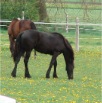 www.sanmarfriesians.com