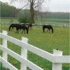 www.sanmarfriesians.com